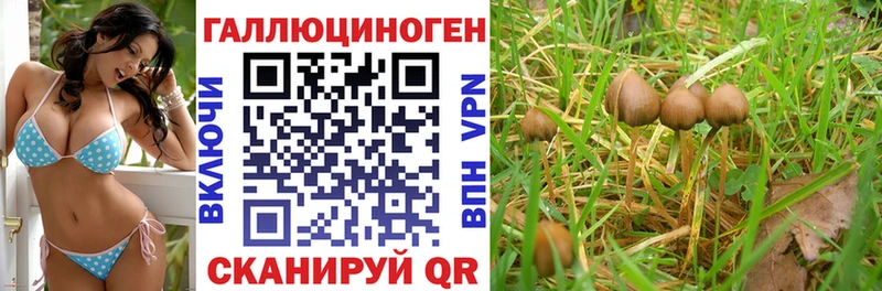 купить наркотик  Самара  Галлюциногенные грибы Psilocybe 